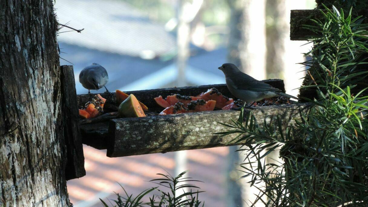 Cantinho Da Simone Campos do Jordao Dış mekan fotoğraf
